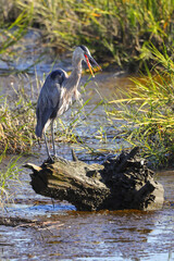 Great blue heron perched on log in saltwater marsh swamp. 