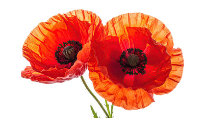 Close-up of two vibrant red poppies.  Petals show intricate textures and folds, with a deep orange-red center.  Dark stamens and pistils are visible in the center.  Isolated on black background