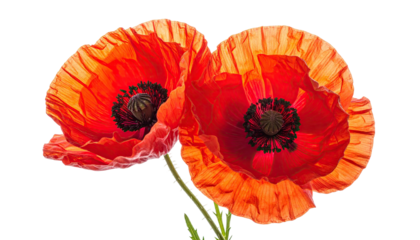Close-up of two vibrant red poppies.  Petals show intricate textures and folds, with a deep orange-red center.  Dark stamens and pistils are visible in the center.  Isolated on black background