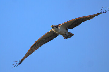 Osprey inflight against blue sky hunting prey. 