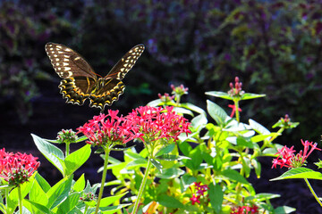 Papilio palamedes black and orange butterfly flying among red flowers. 