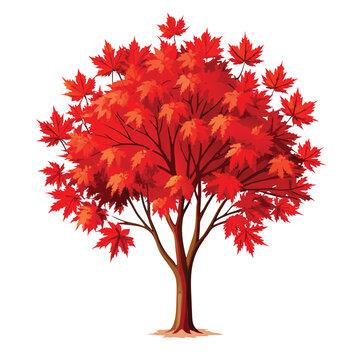 Amur maple, typically a multi-stemmed bush or small tree form, valued for its brilliant red and pink fall foliage and small stature.