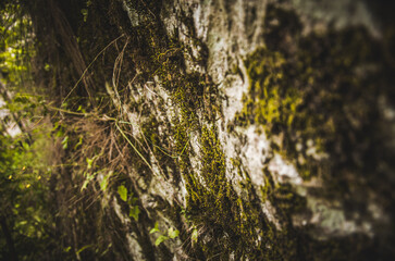 Vibrant Green Moss and Lichen Texture on Rough Tree Bark in a Moody Forest