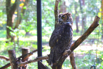 Great horned owl perched in captivity. 