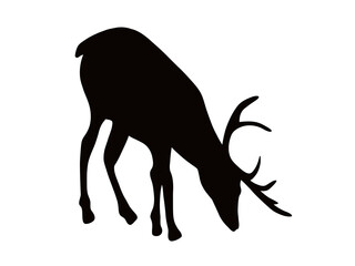 silhouette of a deer