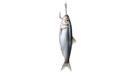 Freshly caught fish hanging on a fishing hook isolated on transparent background