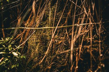Dense Moss and Dry Thicket Texture in Deep Forest Undergrowth