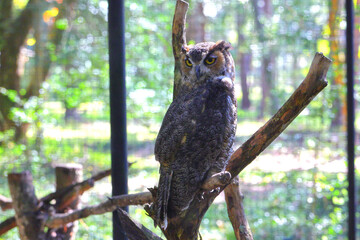 Great horned owl perched in captivity. 