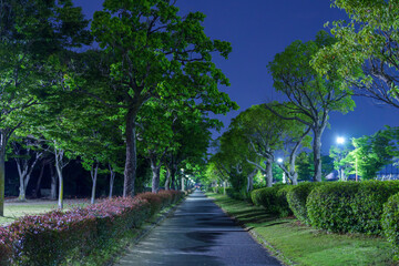 電柱と電線が描く夜空 — 郊外の散歩ルート