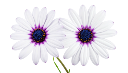 Two white and purple daisies, close-up