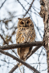 Long-eared owl (Asio otus), looking forward with wide opened eyes