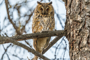 Long-eared owl (Asio otus), looking forward with wide opened eyes