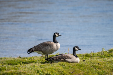 The Canada goose (Branta canadensis) is a large species of goose. Hayden Valley, Yellowstone National Park, Wyoming.  The Yellowstone River 

