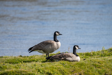 The Canada goose (Branta canadensis) is a large species of goose. Hayden Valley, Yellowstone National Park, Wyoming.  The Yellowstone River 


