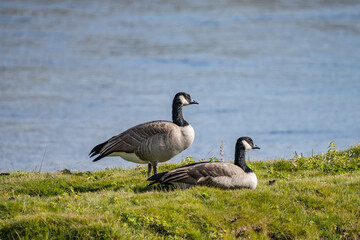 The Canada goose (Branta canadensis) is a large species of goose. Hayden Valley, Yellowstone National Park, Wyoming.  The Yellowstone River 


