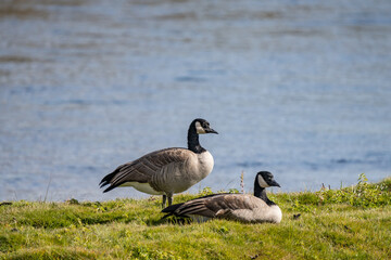 Obraz premium The Canada goose (Branta canadensis) is a large species of goose. Hayden Valley, Yellowstone National Park, Wyoming. The Yellowstone River