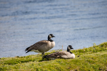 The Canada goose (Branta canadensis) is a large species of goose. Hayden Valley, Yellowstone National Park, Wyoming.  The Yellowstone River 

