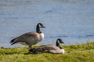 The Canada goose (Branta canadensis) is a large species of goose. Hayden Valley, Yellowstone National Park, Wyoming.  The Yellowstone River 

