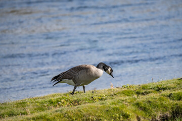 The Canada goose (Branta canadensis) is a large species of goose. Hayden Valley, Yellowstone National Park, Wyoming.  The Yellowstone River 

