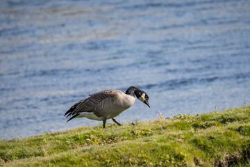 The Canada goose (Branta canadensis) is a large species of goose. Hayden Valley, Yellowstone National Park, Wyoming.  The Yellowstone River 