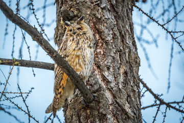 Long-eared owl (Asio otus), looking forward with wide opened eyes