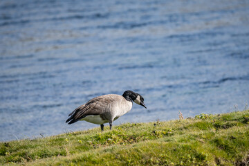 The Canada goose (Branta canadensis) is a large species of goose. Hayden Valley, Yellowstone National Park, Wyoming.  The Yellowstone River 