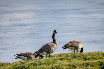 The Canada goose (Branta canadensis) is a large species of goose. Hayden Valley, Yellowstone National Park, Wyoming.  The Yellowstone River 