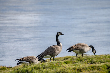 The Canada goose (Branta canadensis) is a large species of goose. Hayden Valley, Yellowstone National Park, Wyoming.  The Yellowstone River 