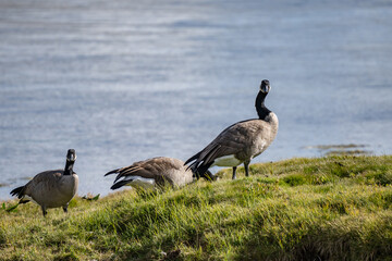 The Canada goose (Branta canadensis) is a large species of goose. Hayden Valley, Yellowstone National Park, Wyoming.  The Yellowstone River 