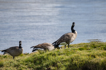 The Canada goose (Branta canadensis) is a large species of goose. Hayden Valley, Yellowstone National Park, Wyoming.  The Yellowstone River 