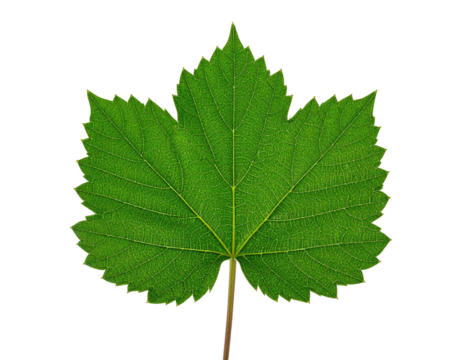 Close-up of a vibrant green grape leaf, sharply focused against a black background.  Leaf veins clearly visible,  and serrated leaf edge.  Stem is prominent