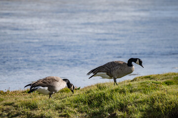 The Canada goose (Branta canadensis) is a large species of goose. Hayden Valley, Yellowstone National Park, Wyoming.  The Yellowstone River 
