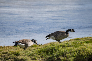 The Canada goose (Branta canadensis) is a large species of goose. Hayden Valley, Yellowstone National Park, Wyoming.  The Yellowstone River 