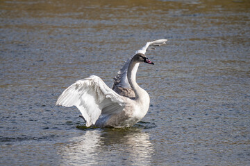 The trumpeter swan (Cygnus buccinator) is a species of swan found in North America. Hayden Valley, Yellowstone National Park, Wyoming.  The Yellowstone River 