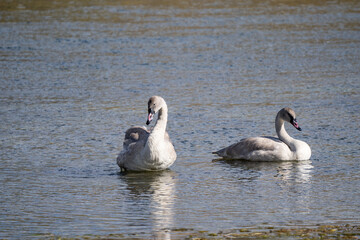 The trumpeter swan (Cygnus buccinator) is a species of swan found in North America. Hayden Valley, Yellowstone National Park, Wyoming.  The Yellowstone River 