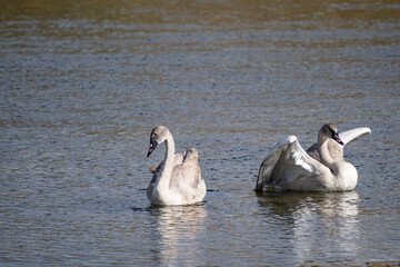 The trumpeter swan (Cygnus buccinator) is a species of swan found in North America. Hayden Valley, Yellowstone National Park, Wyoming.  The Yellowstone River 