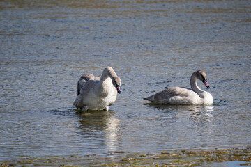 The trumpeter swan (Cygnus buccinator) is a species of swan found in North America. Hayden Valley, Yellowstone National Park, Wyoming.  The Yellowstone River 