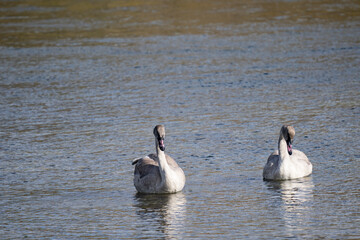 The trumpeter swan (Cygnus buccinator) is a species of swan found in North America. Hayden Valley, Yellowstone National Park, Wyoming.  The Yellowstone River 