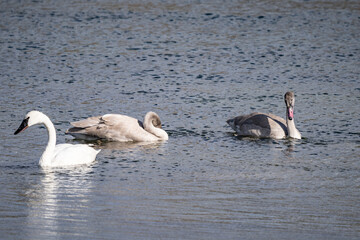 The trumpeter swan (Cygnus buccinator) is a species of swan found in North America. Hayden Valley, Yellowstone National Park, Wyoming.  The Yellowstone River 