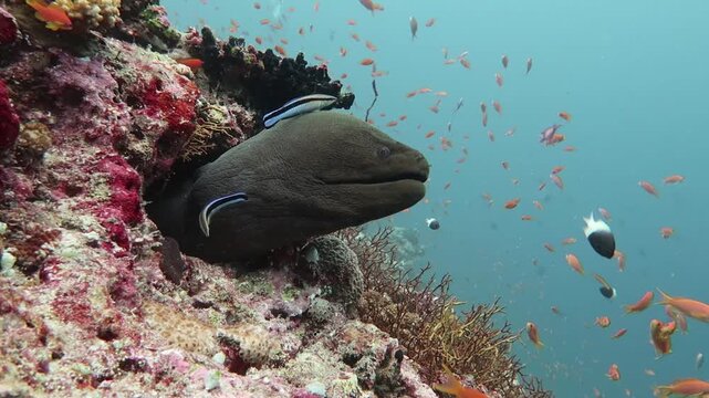 giant moray eel with cleaner fish on a reef in Maldives