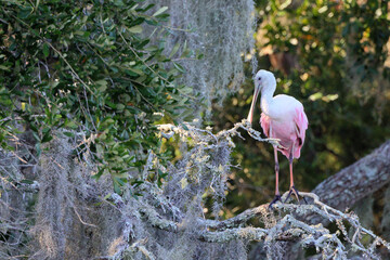 Roseate pink spoonbill with eclectic red eyes perched in tree. 