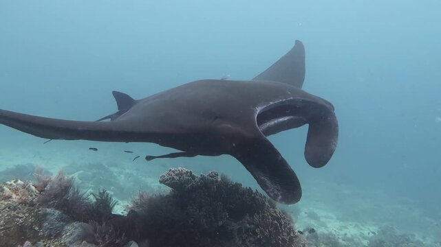 giant black manta ray hovering above a reef in Raja Ampat, Indonesia