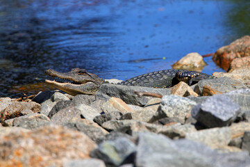 American alligator sunning on granite rocks. 