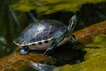 Florida Red-bellied Turtle