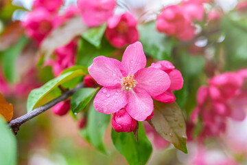 Fresh pink flowers of a blossoming apple tree with blured background
