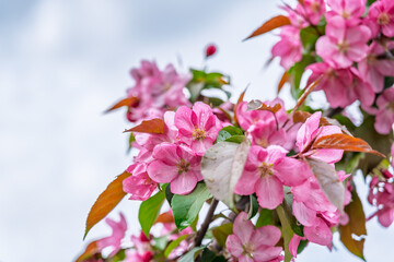 Fresh pink flowers of a blossoming apple tree with blured background
