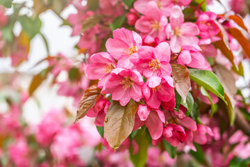 Fresh pink flowers of a blossoming apple tree with blured background
