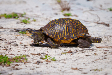 Florida Box Turtle
