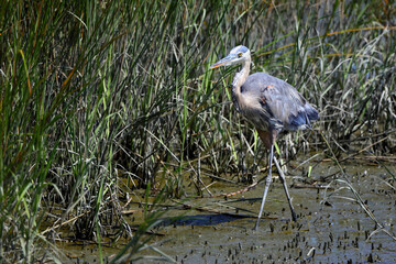 Great blue heron standing in muddy saltwater marsh.