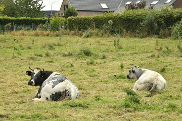 Vaches laiti&egrave;res se reposant ou broutant l'herbe dans une p&acirc;ture &agrave; Ghislenghien (Ath) 